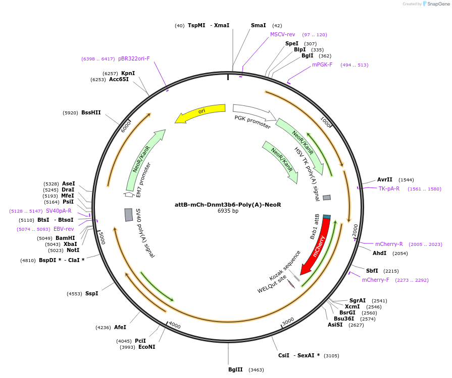 65554-plasmid-map-sequence-id-111440