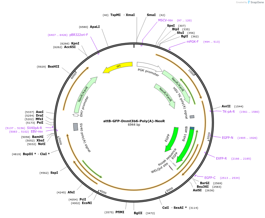 65552-plasmid-map-sequence-id-111442