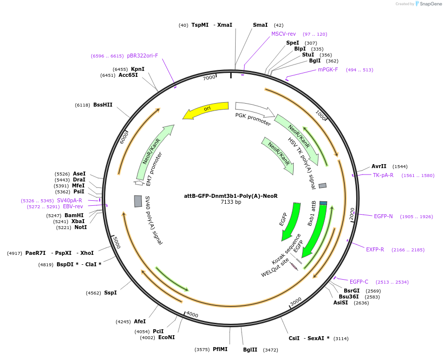 65551-plasmid-map-sequence-id-111443