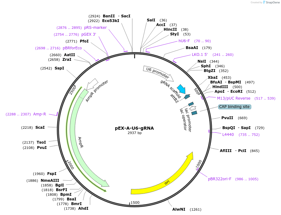 65626-plasmid-map-sequence-id-111450