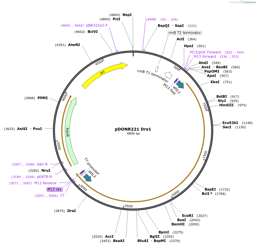 63744-plasmid-map-sequence-id-111455