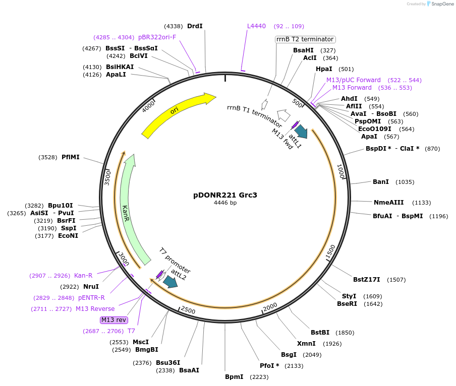63760-plasmid-map-sequence-id-111458
