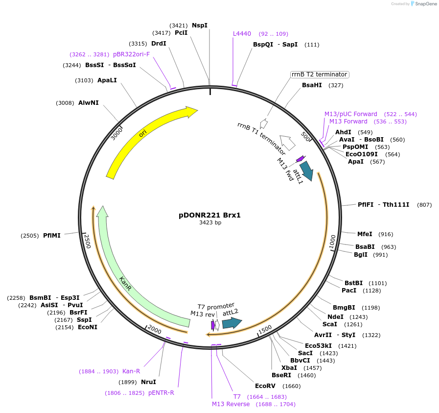 63741-plasmid-map-sequence-id-111463
