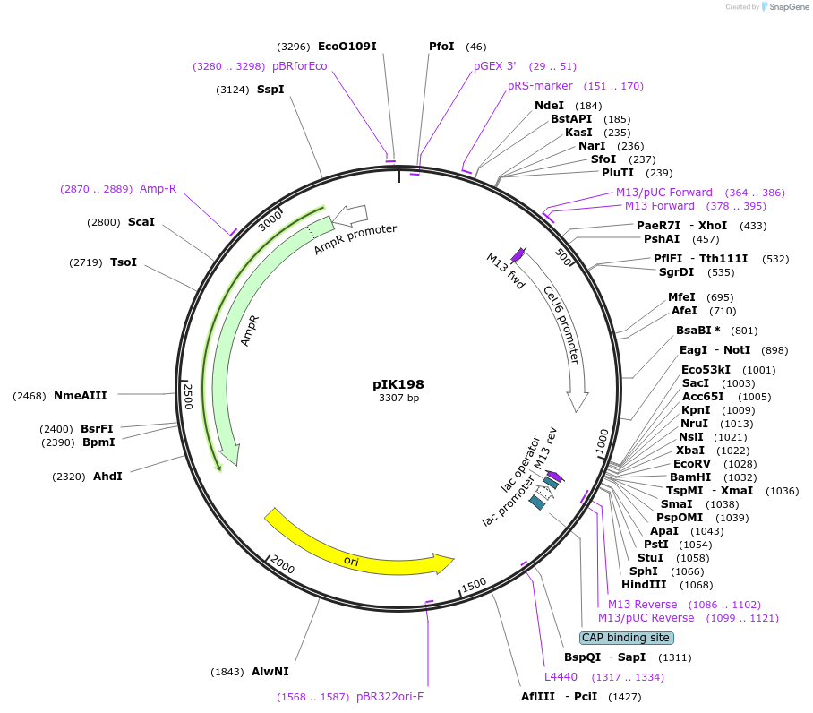 65629-plasmid-map-sequence-id-111540