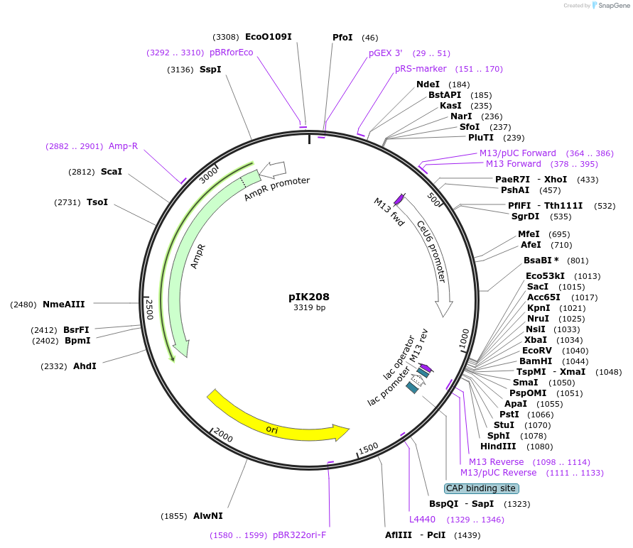 65630-plasmid-map-sequence-id-111541