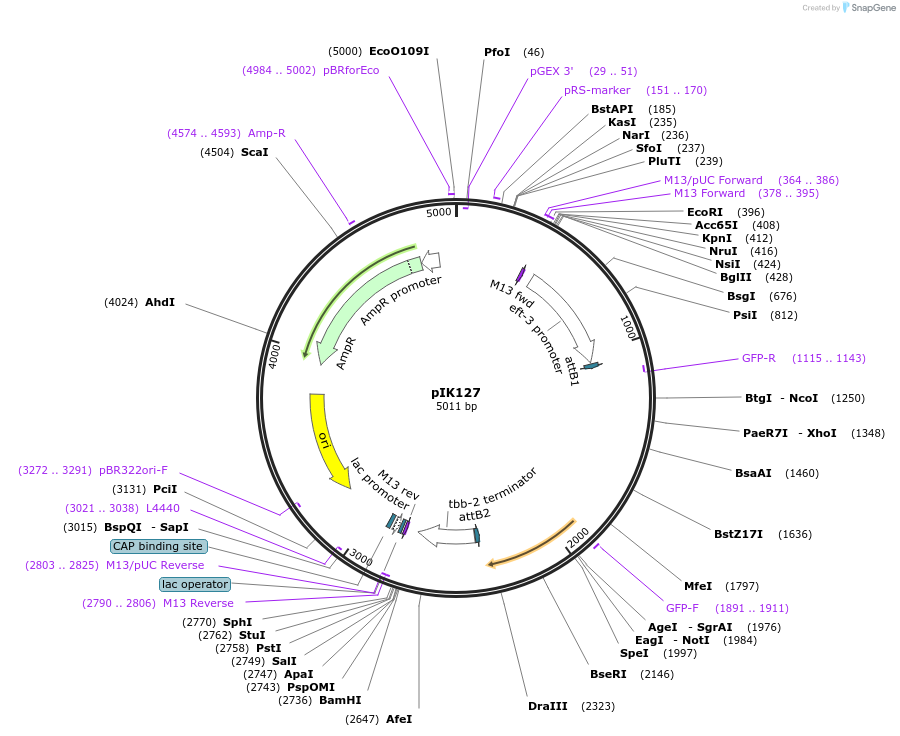 65631-plasmid-map-sequence-id-111542