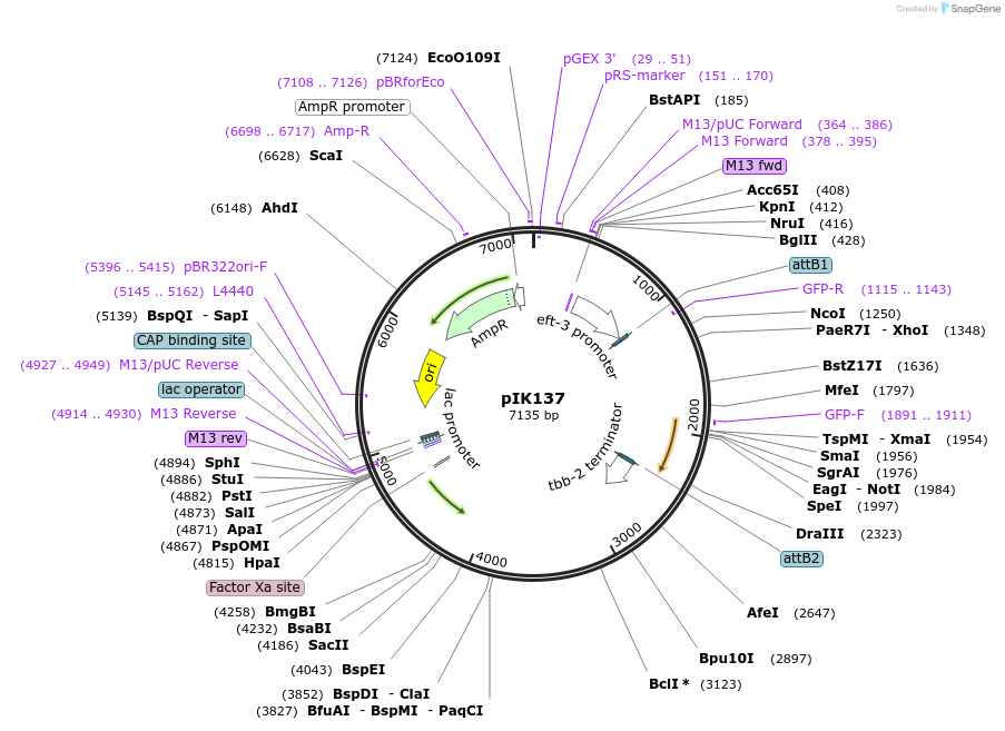 65632-plasmid-map-sequence-id-111543