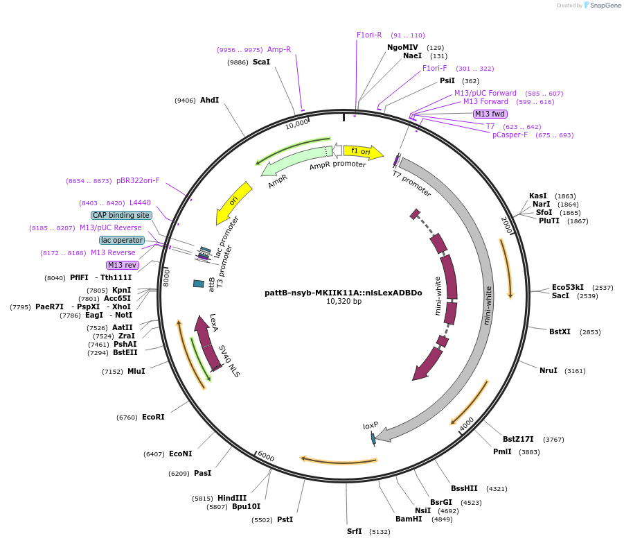 64726-plasmid-map-sequence-id-111558