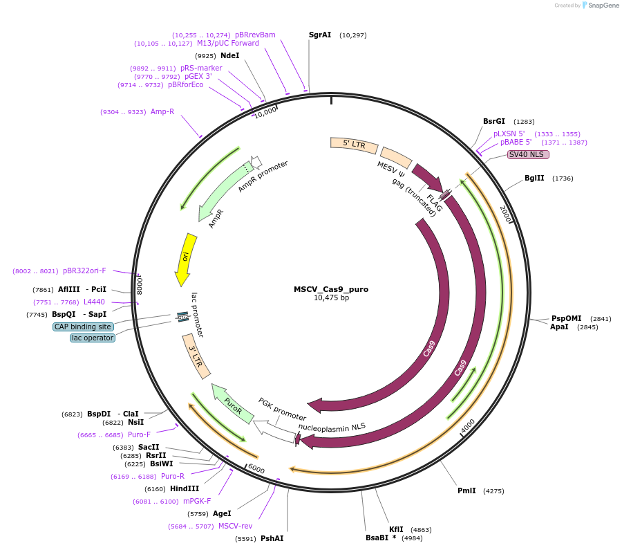 65655-plasmid-map-sequence-id-111560