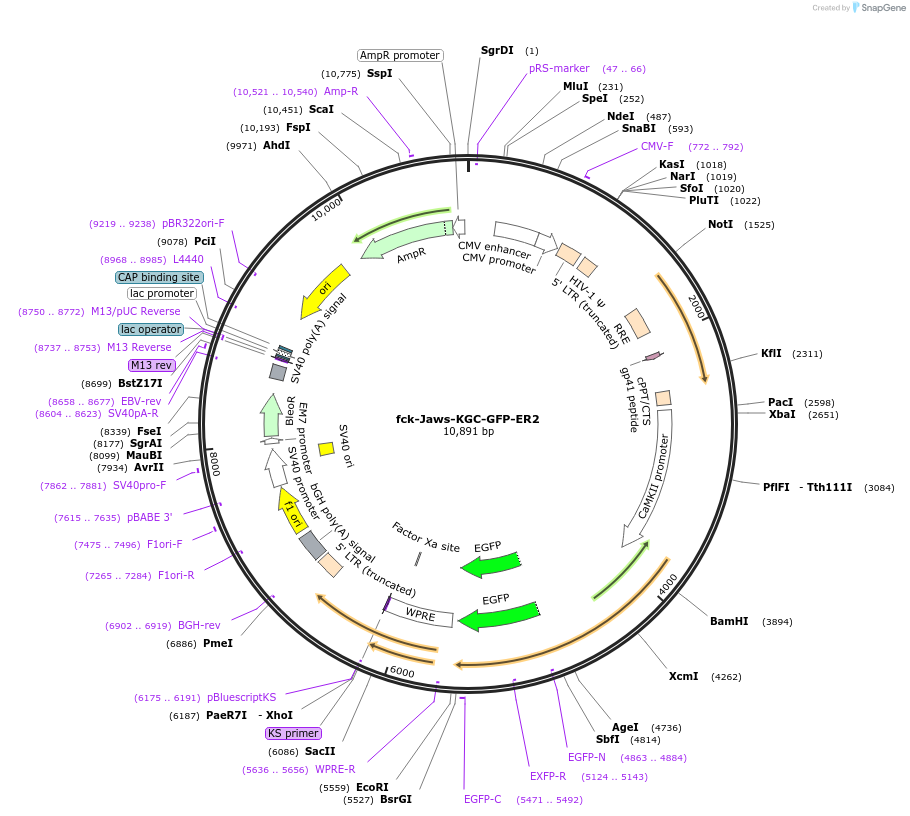 65012-plasmid-map-sequence-id-111572