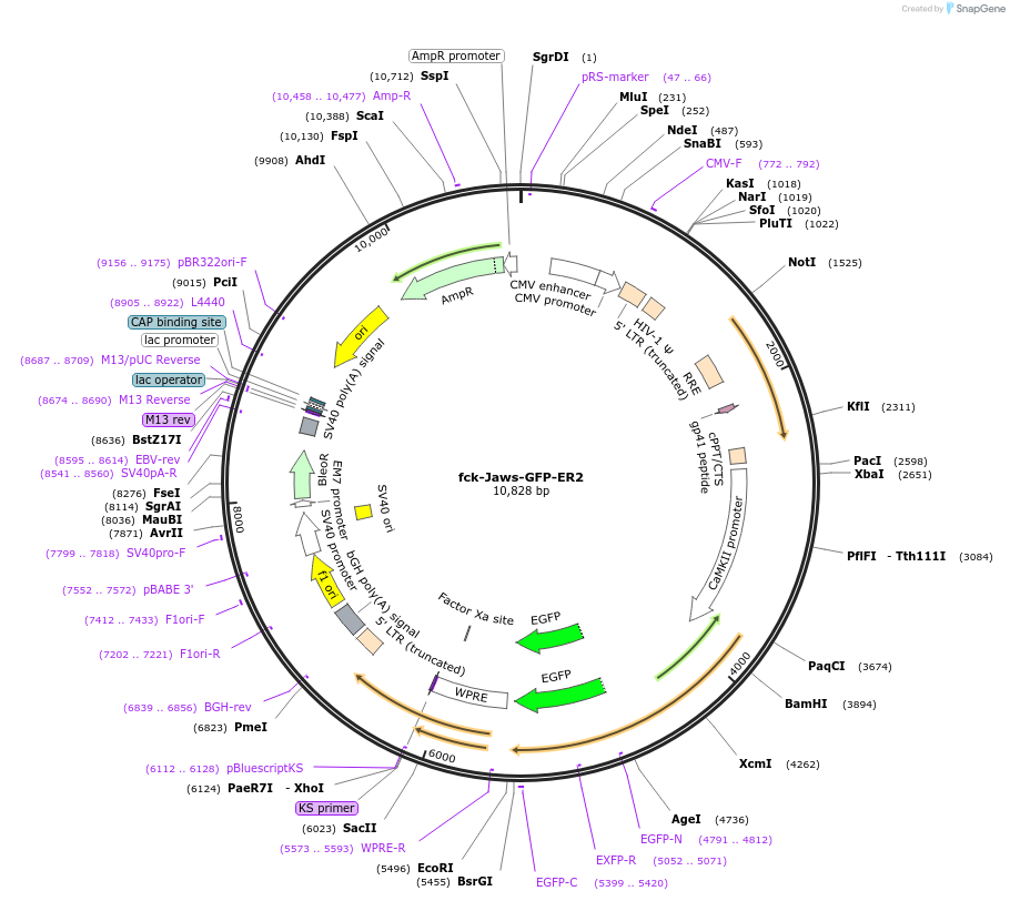 65013-plasmid-map-sequence-id-111575