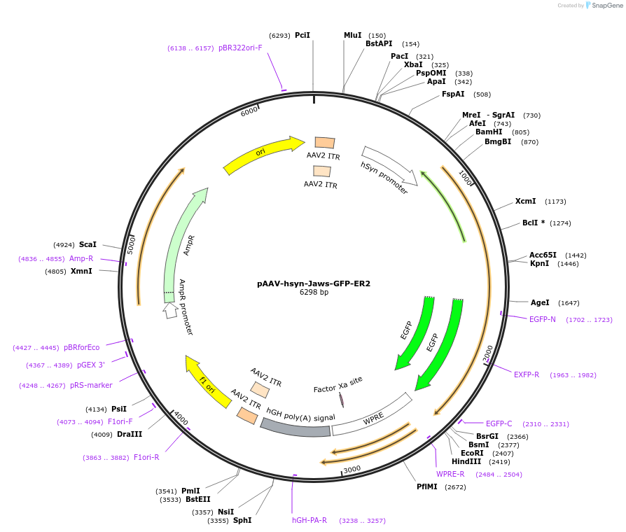 65016-plasmid-map-sequence-id-111576