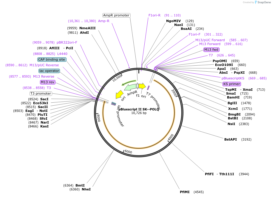 64873-plasmid-map-sequence-id-111590