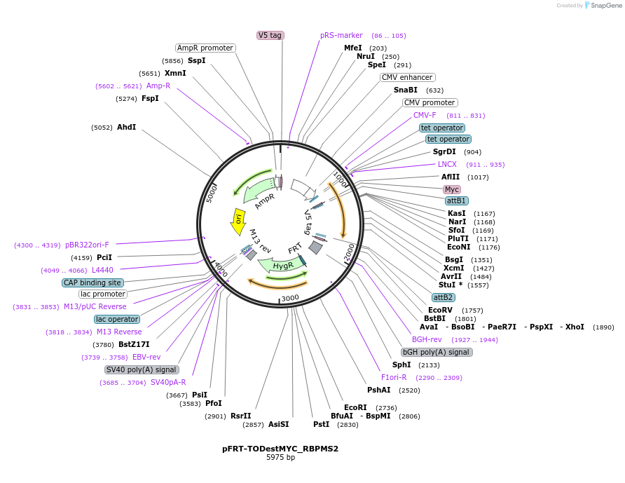 65668-plasmid-map-sequence-id-111622