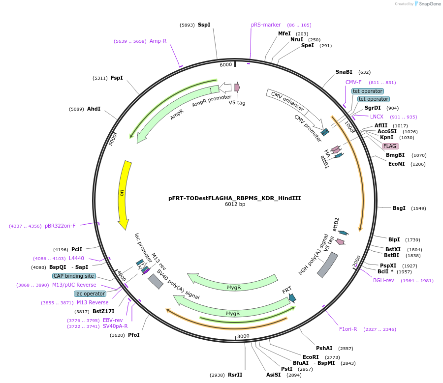 65662-plasmid-map-sequence-id-111633