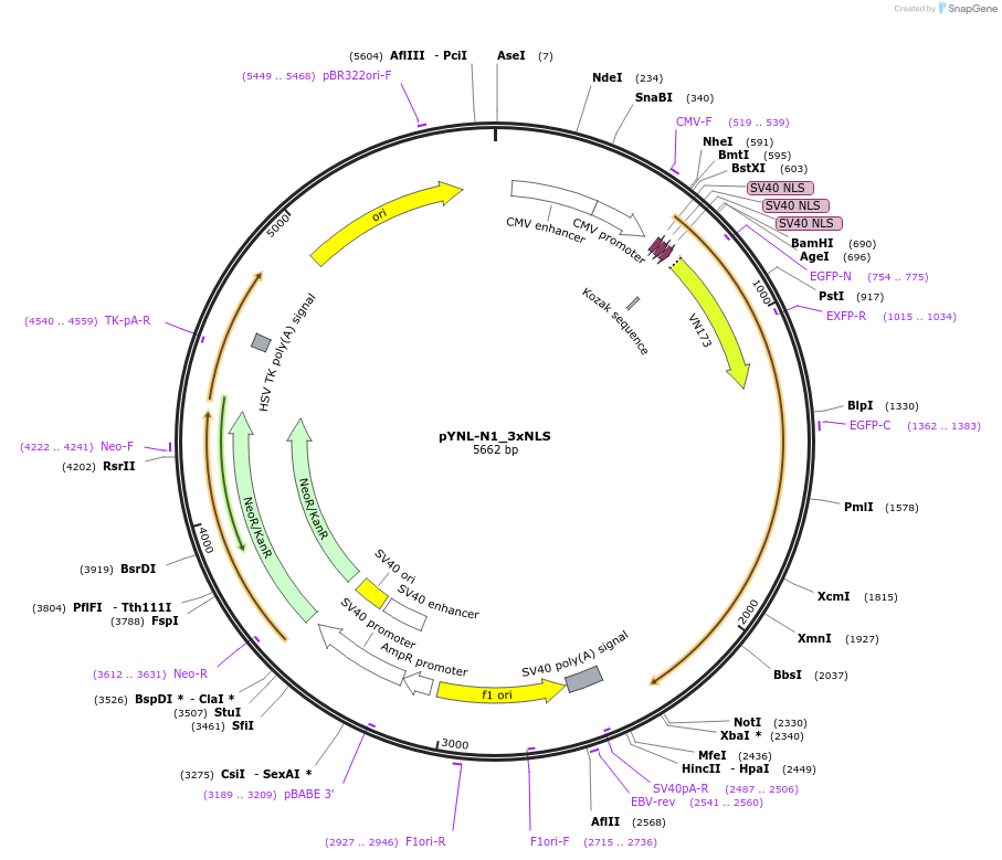 65672-plasmid-map-sequence-id-111643