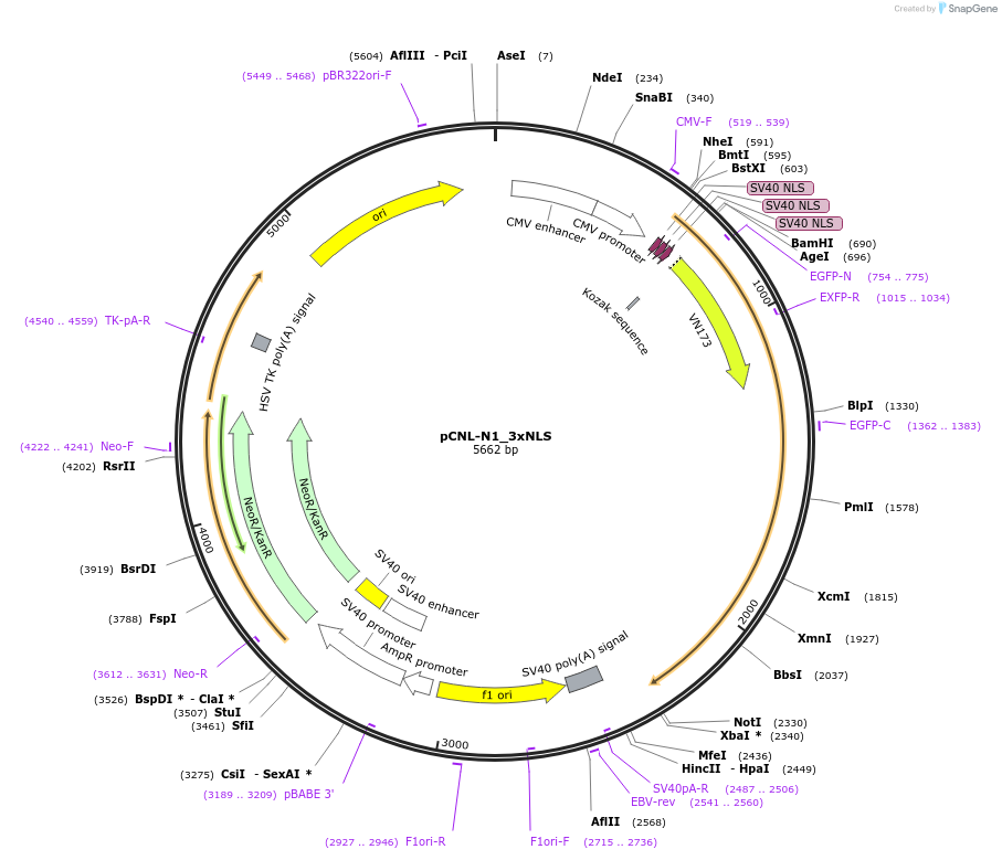 65673-plasmid-map-sequence-id-111644