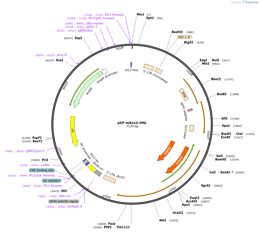 65719-plasmid-map-sequence-id-111693