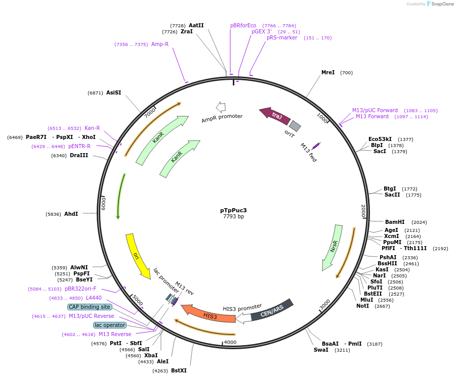 62864-plasmid-map-sequence-id-111717