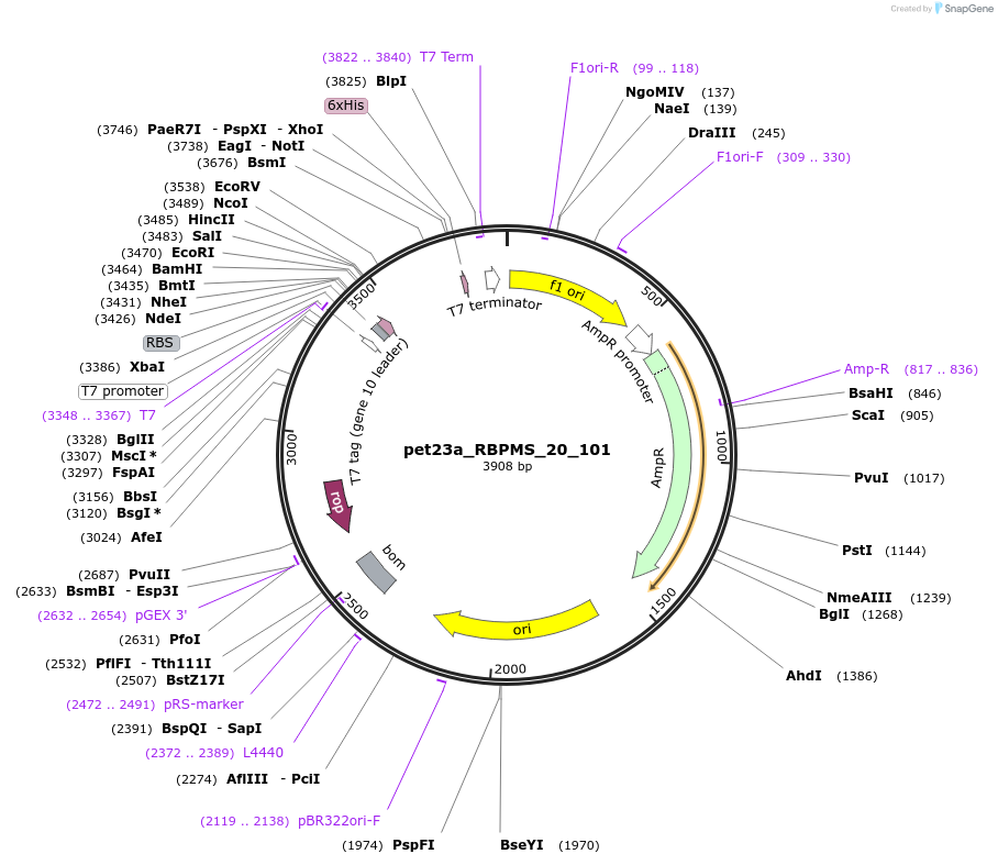 65733-plasmid-map-sequence-id-111780