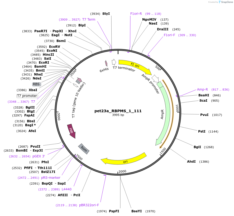 65729-plasmid-map-sequence-id-111786