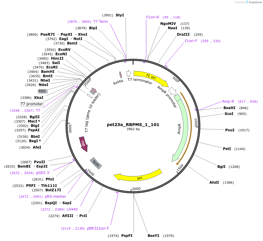 65728-plasmid-map-sequence-id-111787