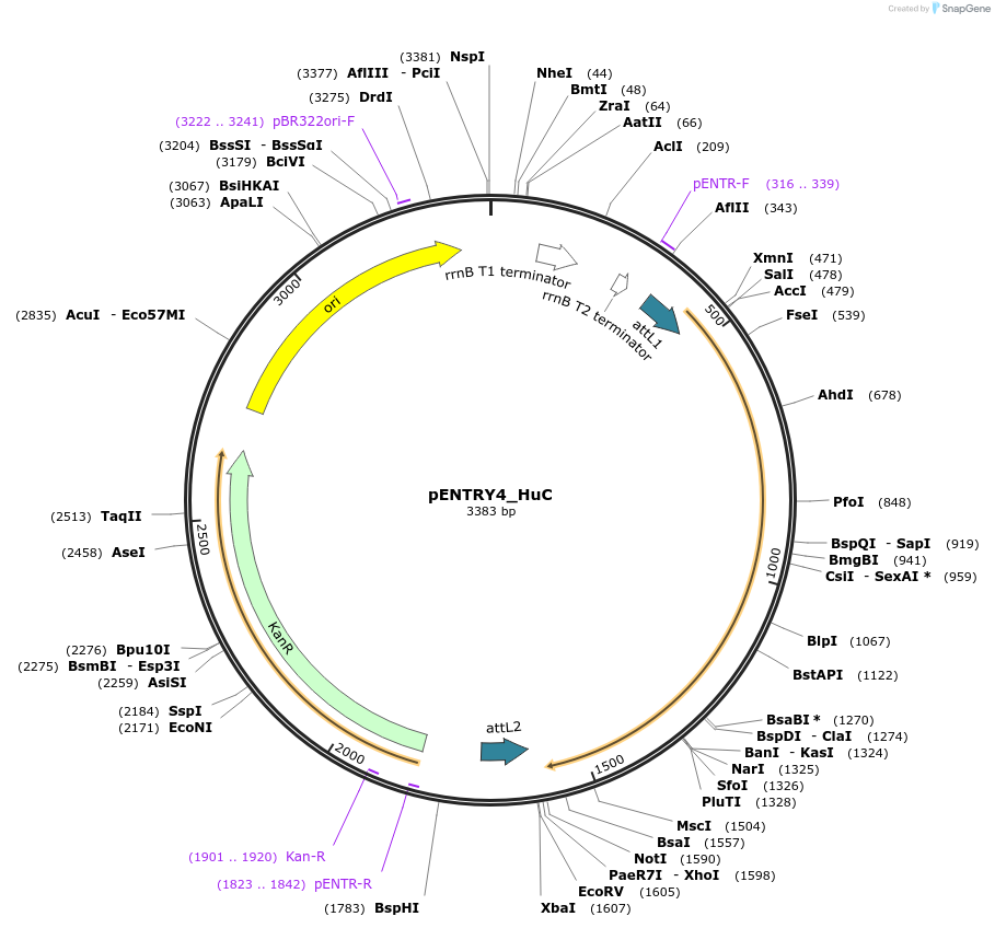 65753-plasmid-map-sequence-id-111814