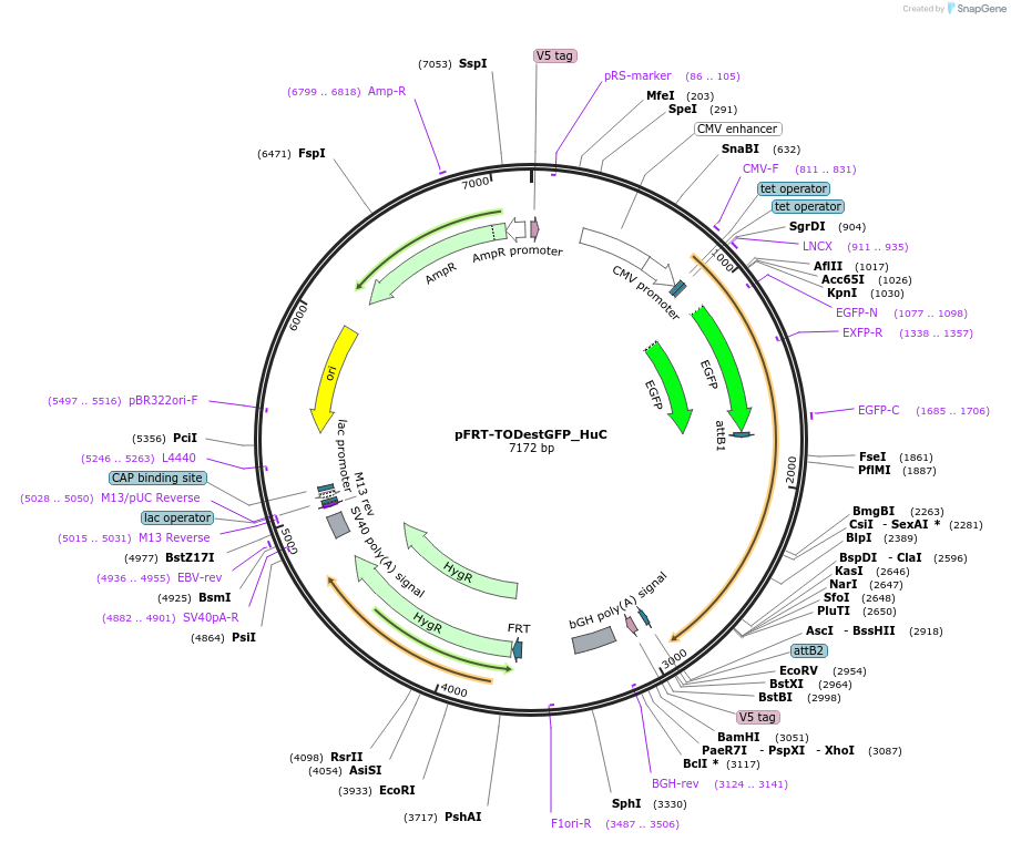 65762-plasmid-map-sequence-id-111834