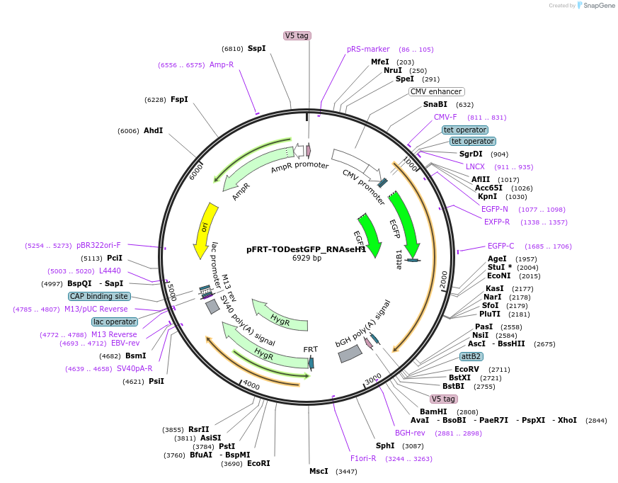 65784-plasmid-map-sequence-id-111845