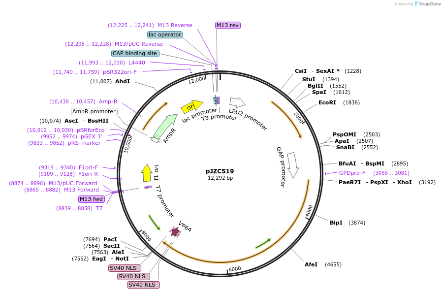 62278-plasmid-map-sequence-id-111851