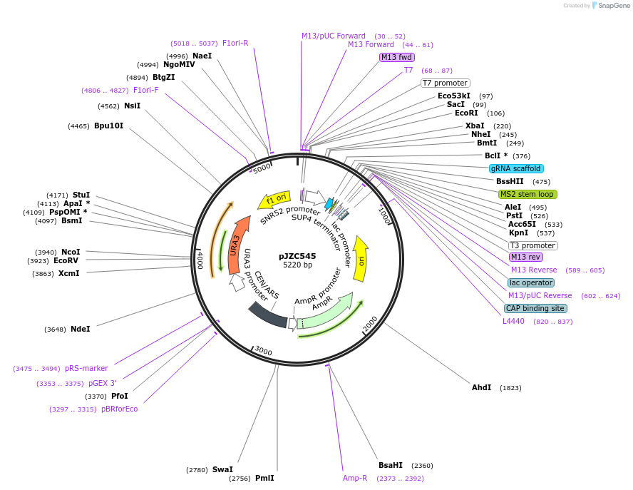 62313-plasmid-map-sequence-id-111865