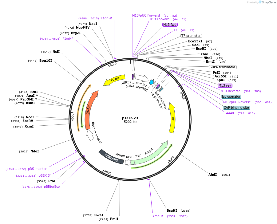 62320-plasmid-map-sequence-id-111866