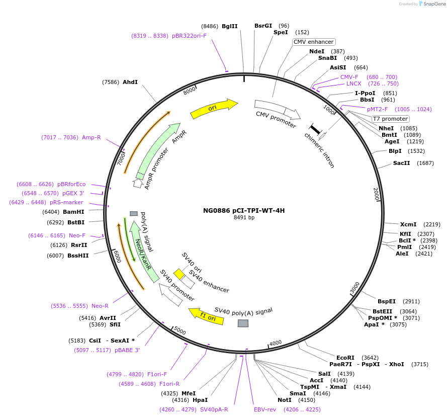65801-plasmid-map-sequence-id-111912