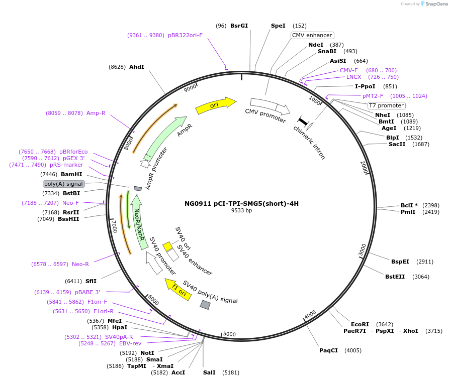 65805-plasmid-map-sequence-id-111916