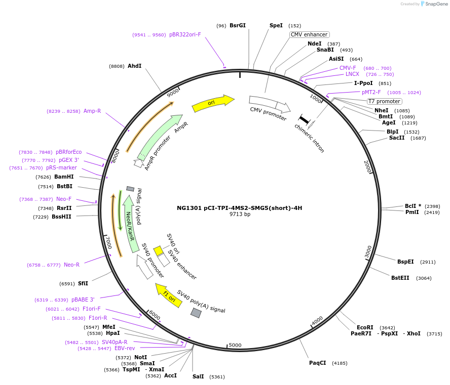 65806-plasmid-map-sequence-id-111917