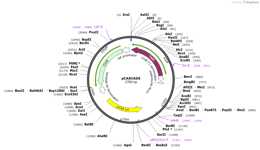 65821-plasmid-map-sequence-id-111971