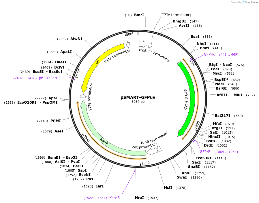 65822-plasmid-map-sequence-id-111980