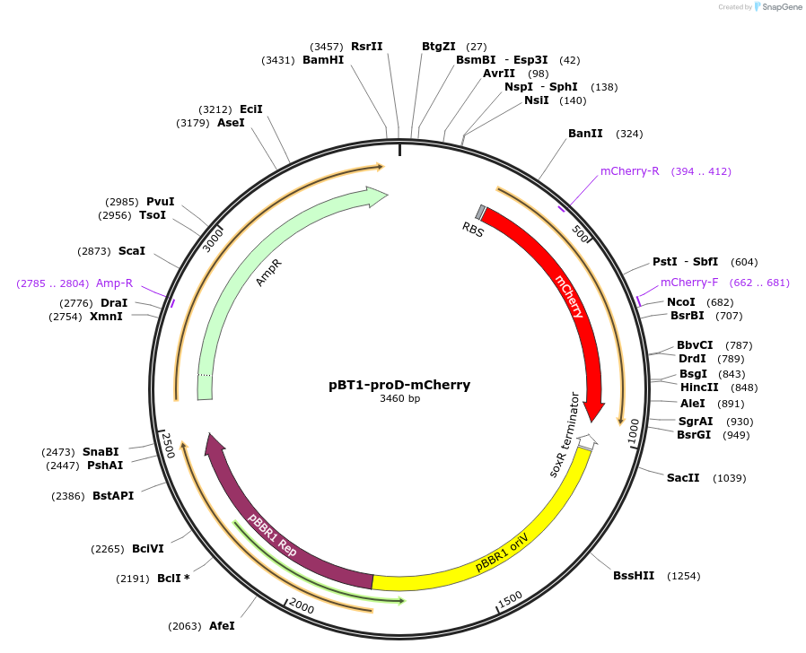 65823-plasmid-map-sequence-id-111984