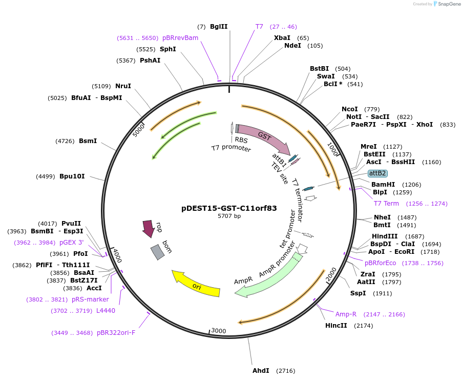 65848-plasmid-map-sequence-id-112005