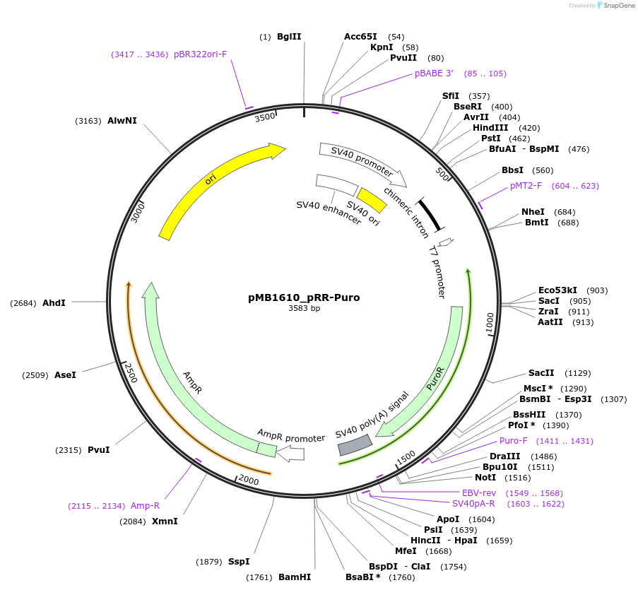 65853-plasmid-map-sequence-id-112015
