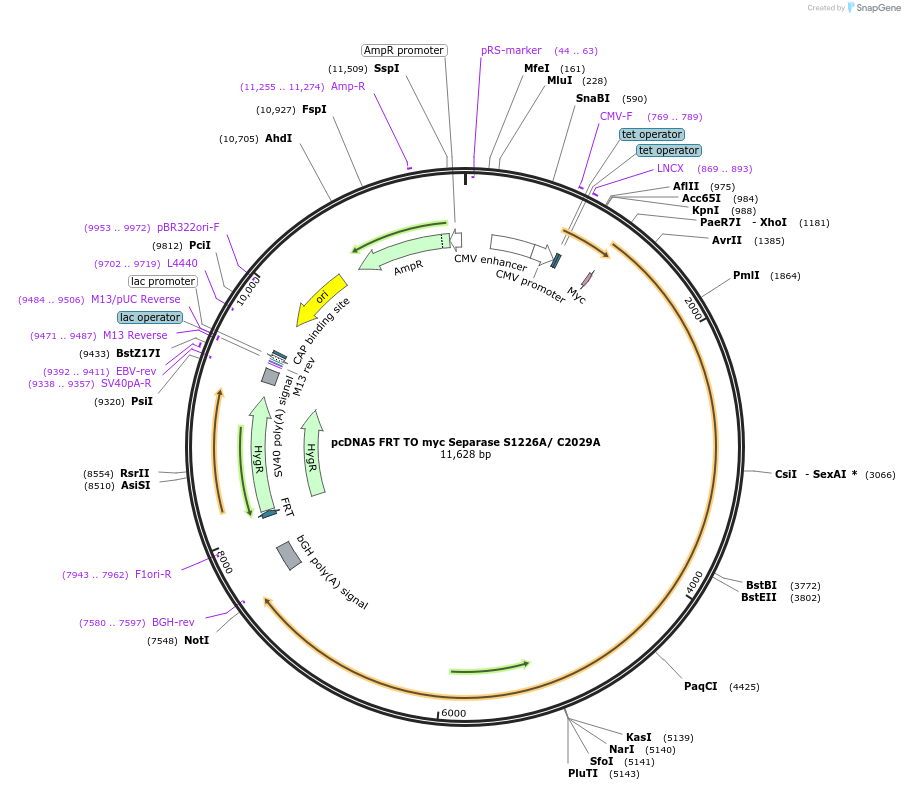 59823-plasmid-map-sequence-id-112027
