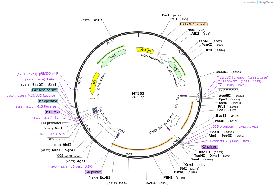 65858-plasmid-map-sequence-id-112032