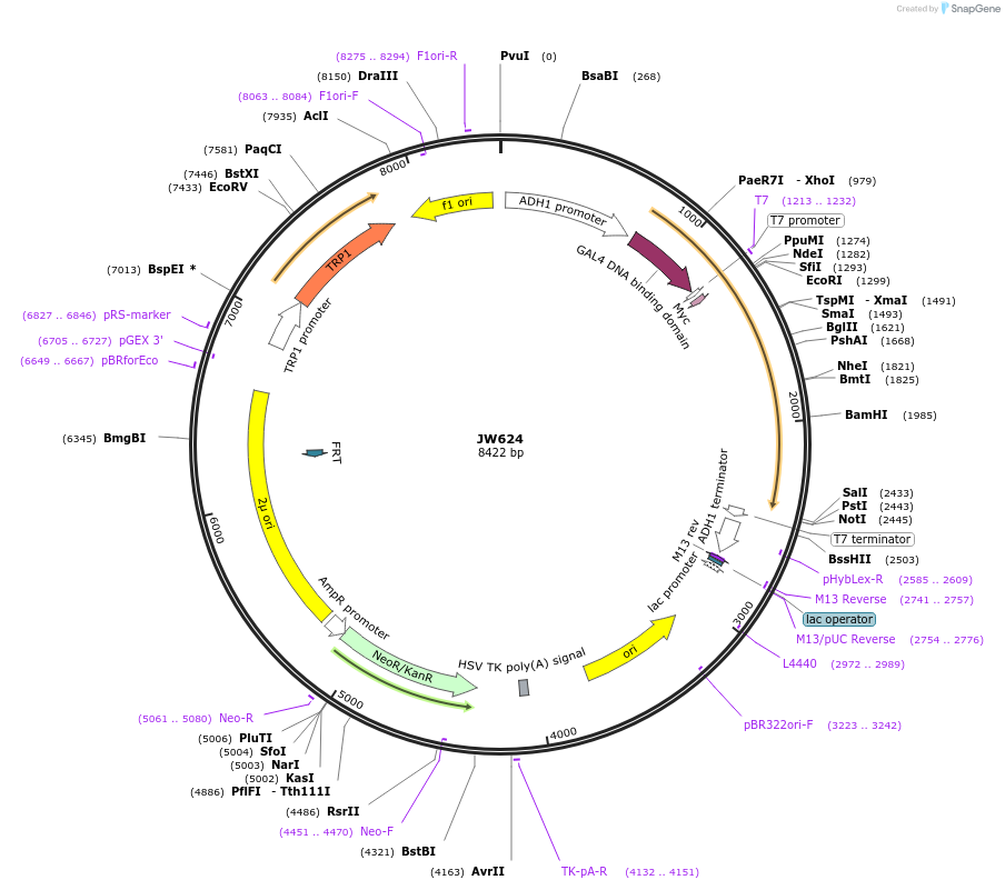 64808-plasmid-map-sequence-id-112047