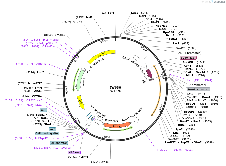 64807-plasmid-map-sequence-id-112048