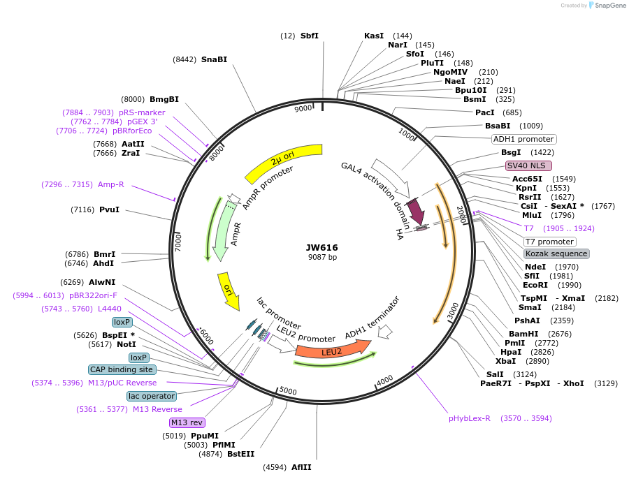 64805-plasmid-map-sequence-id-112050