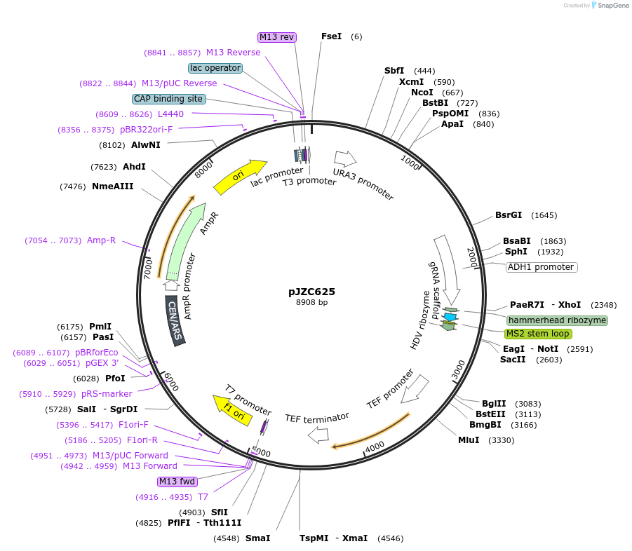 62321-plasmid-map-sequence-id-112075