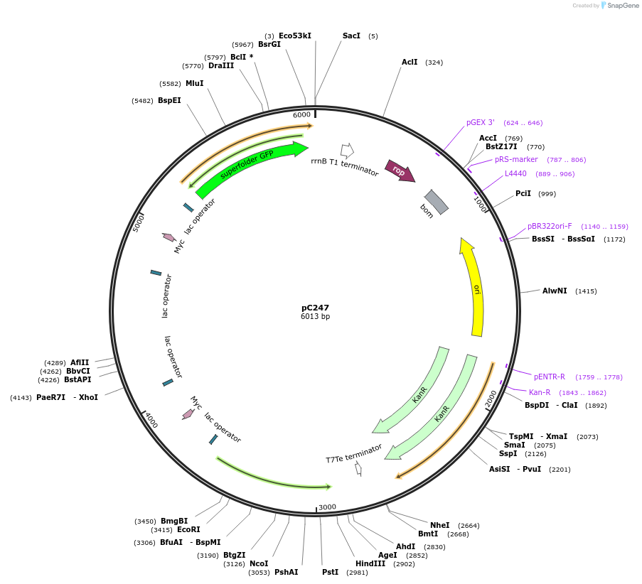 65890-plasmid-map-sequence-id-112076