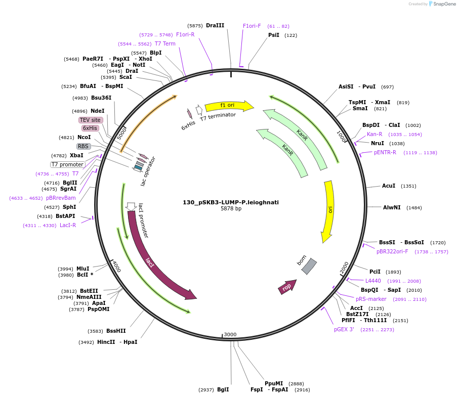 65894-plasmid-map-sequence-id-112081
