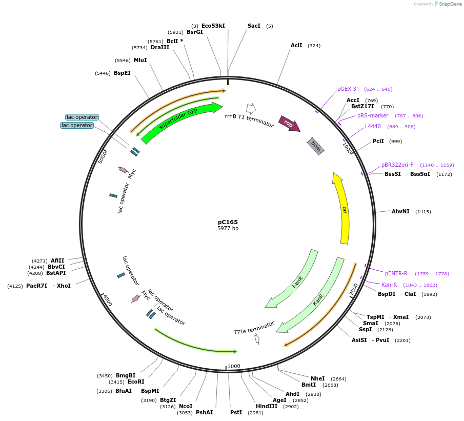 65949-plasmid-map-sequence-id-112121
