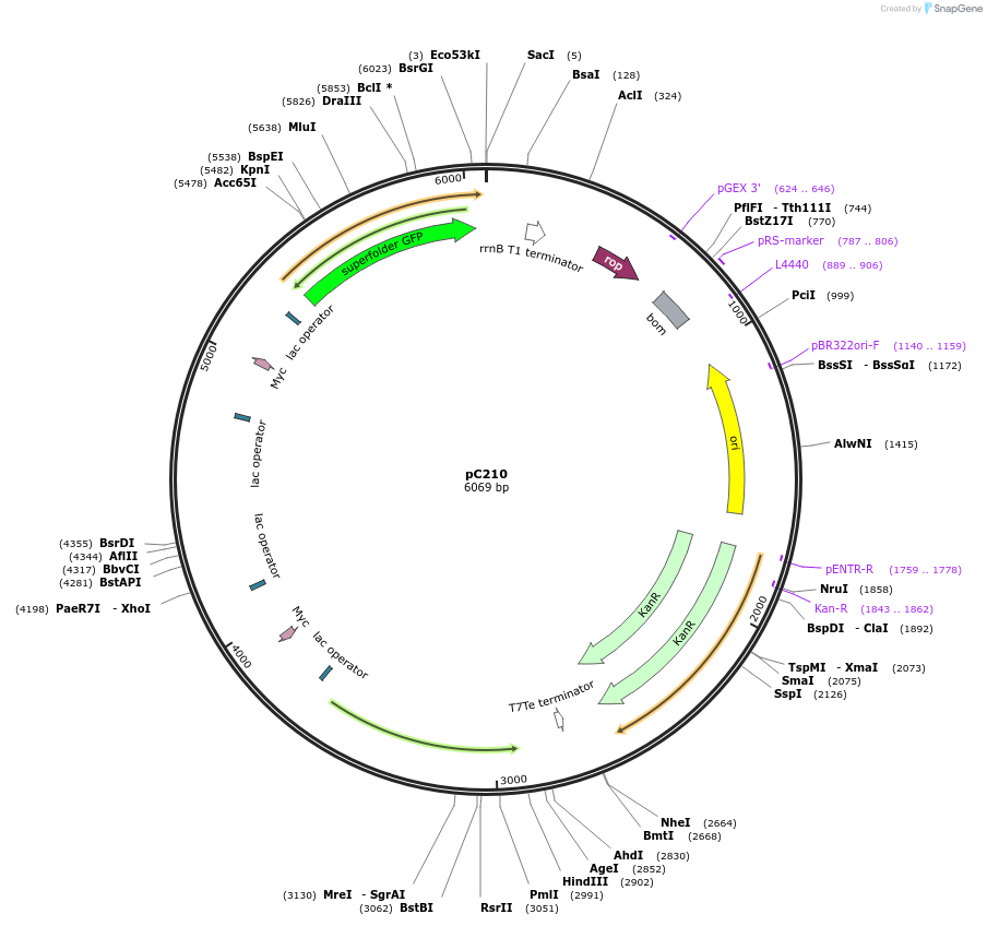 65950-plasmid-map-sequence-id-112122